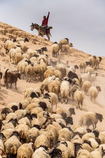 Shepherd with his sheeps