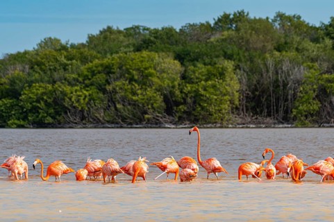 American flamingo