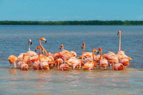 American flamingo