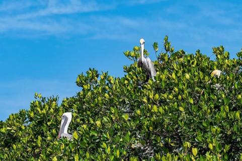 American flamingos