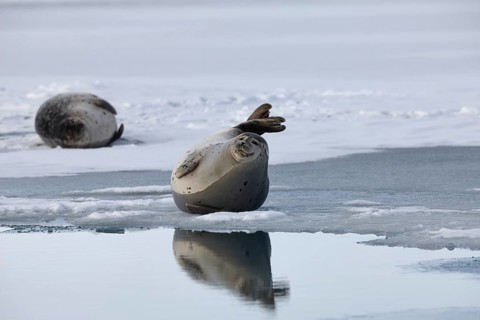 Harbor seals
