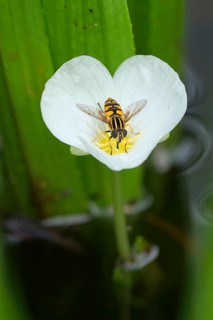Hoverfly