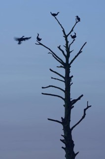 Cormorants