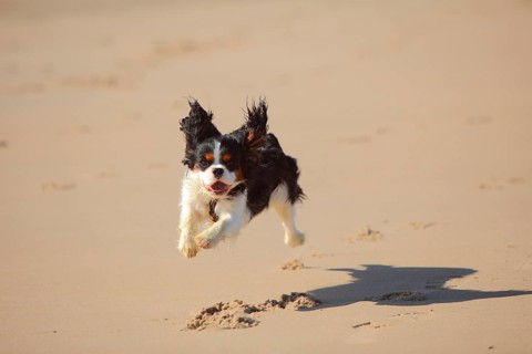 Cavalier King Charles Spaniel