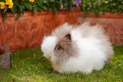 Teddy dwarf rabbit