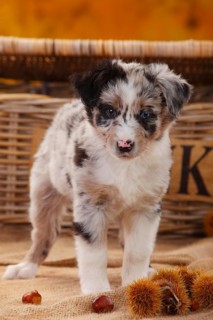 Miniature Australian Shepherd