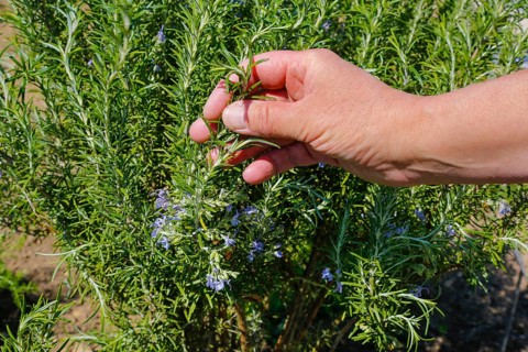 Rosemary