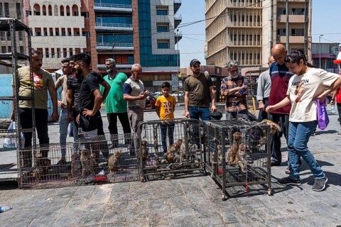 Monkeys for sale