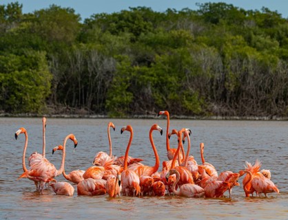 American flamingo