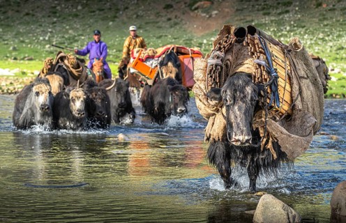 The nomadic family moves with yaks in the summer. Bayanhongor Province