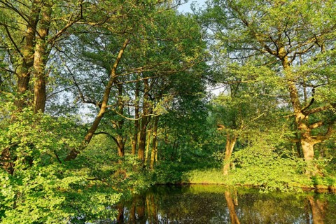 Small lake with red alder