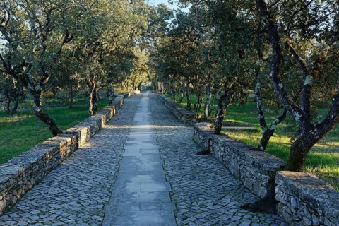Holly oak
