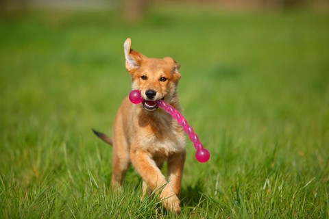 Harzer fox