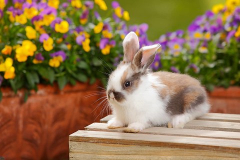 Dwarf ram rabbit