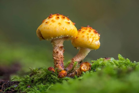 Golden scalycap