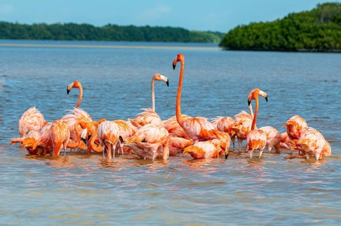 American flamingo
