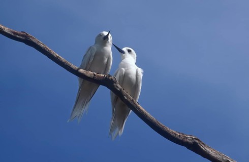 White terns