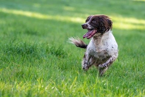 Hunting dog