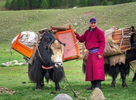 The nomadic family moves with yaks in the summer. Bayanhongor Province