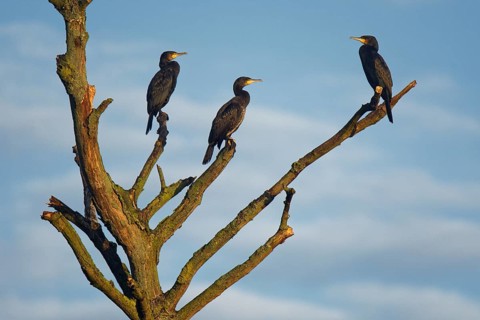 Great cormorants