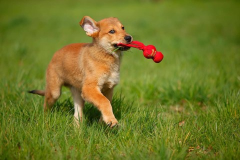 Harzer fox