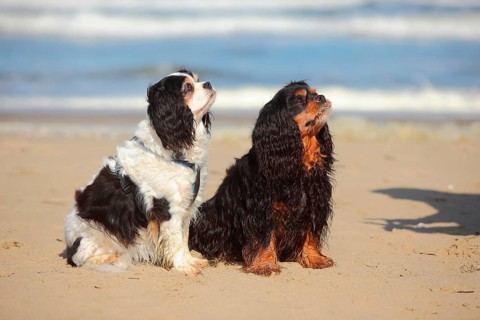 Cavalier King Charles Spaniel