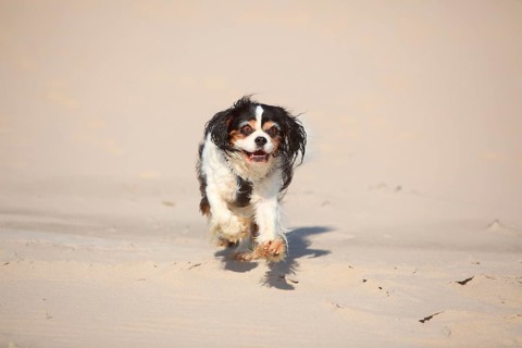 Cavalier King Charles Spaniel