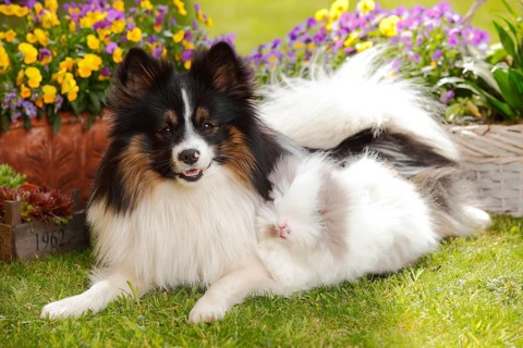 Mixed breed dog and teddy dwarf rabbit