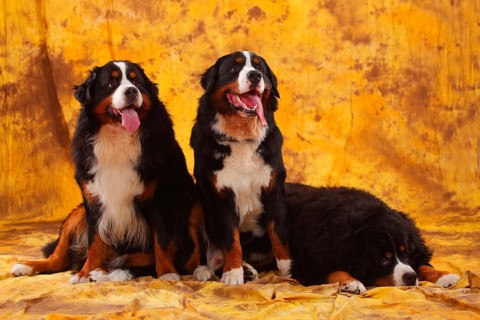 Bernese Mountain Dog