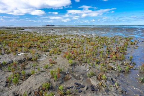 Glasswort
