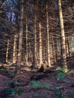 Wald auf dem Bocksberg