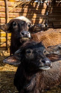 Water buffalo