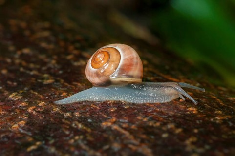 White-lipped snail
