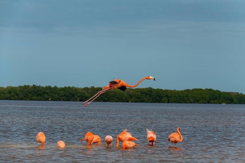 American flamingo