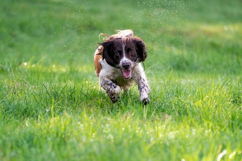 Hunting dog