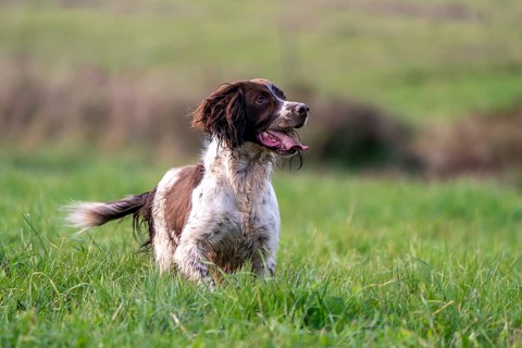 Hunting dog