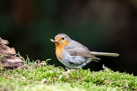 European robin