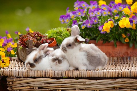 Dwarf ram rabbits