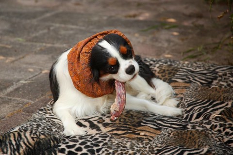 Cavalier King Charles Spaniel