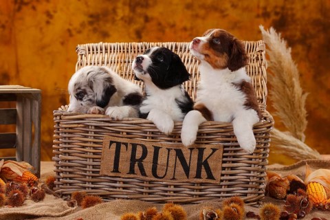 Miniature Australian Shepherd