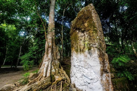 Unesco world heritage site Calakmul