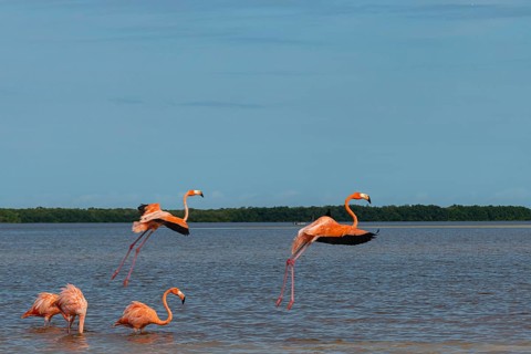 American flamingo