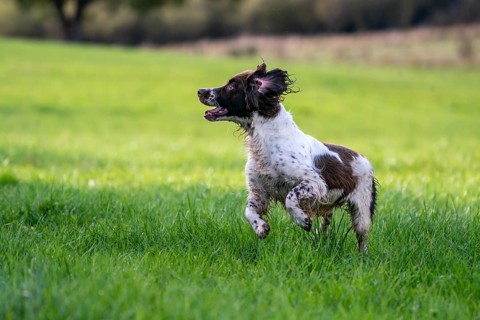 Hunting dog