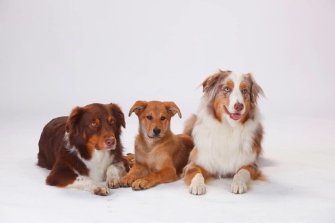 Australian Shepherds
