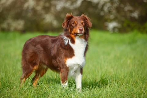 Australian Shepherd