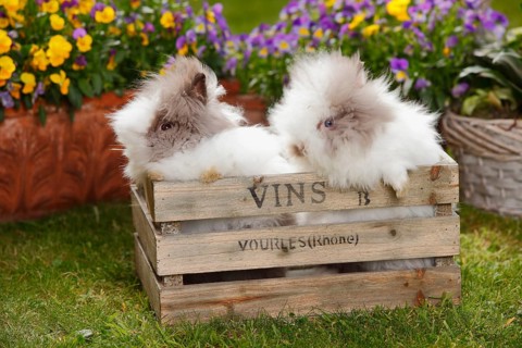 Teddy dwarf rabbit