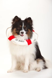Mixed breed dog