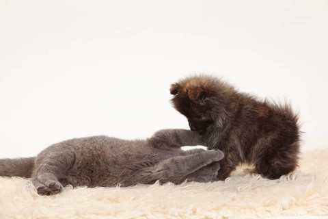 British Shorthair and Small Spitz