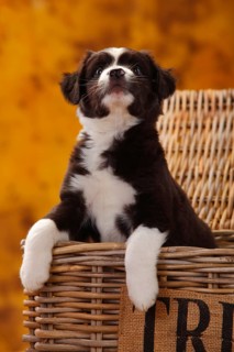 Miniature Australian Shepherd