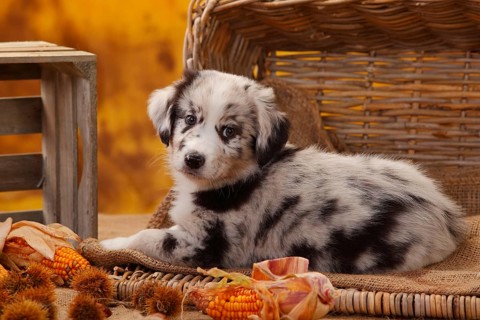 Miniature Australian Shepherd